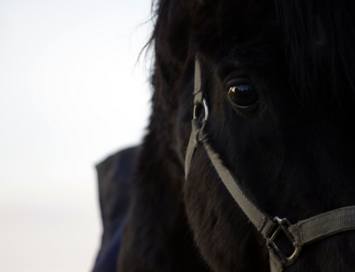 Close-up of a black horse watching straight into the camera. Free photo footage