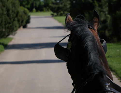 Harnessed, jogging dark bay horse. Free HD video footage