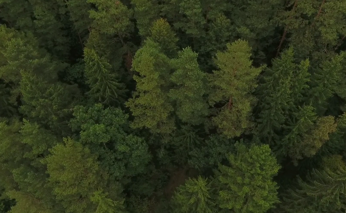 komprimeret specielt Vind Free drone stock footage: nature, forest | UNRIPE CONTENT