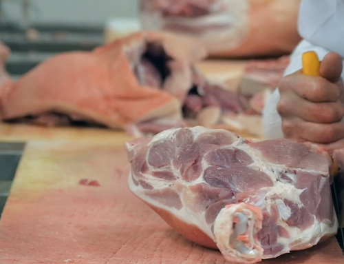 Pig slaughter and processing corporation. Free HD video footage