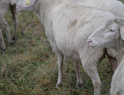 Sheep herd grazing in the fields of a farm. Free HD video footage